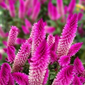 Meet your Posher, Sa